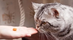 Nevoile pisicilor din nutrienți și energie